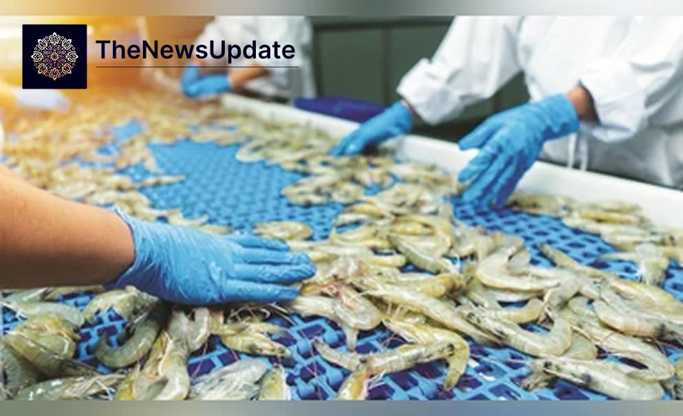 Shrimp hatchery operations in India