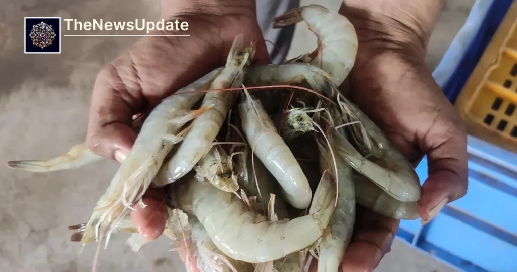 Indian shrimp farmer working in pond