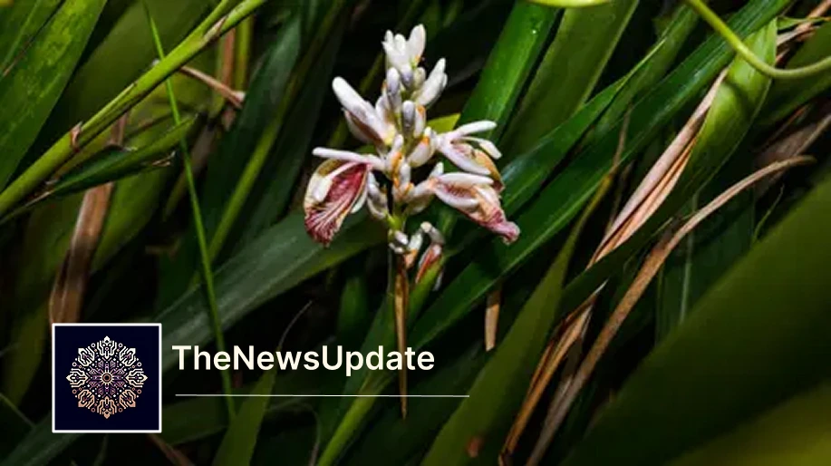 Tech help for cardamom farmers: can digital tools and simple machines tame the "toughest crop"? — by the morning news...