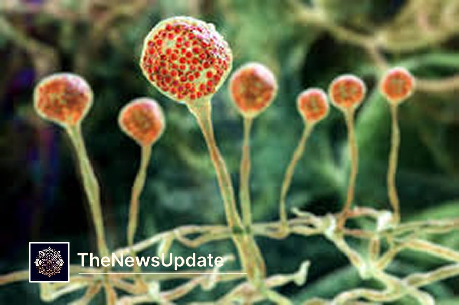 Chernobyl black fungus: the mould that may eat radiation — science, space plans & caveats — table of contents introduction...